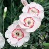 Georgia Peach Pie Dianthus Live Plant – Fragrant Garden Pinks – Quart Pot – Outdoor Perennial - Image 1
