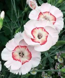 Georgia Peach Pie Dianthus Live Plant – Fragrant Garden Pinks – Quart Pot – Outdoor Perennial - Image 1
