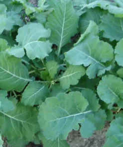 Georgia Southern Collard Seeds - Non-GMO Creole Vegetable Seeds - Image 2