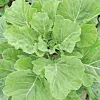 Georgia Southern Collard Seeds - Non-GMO Creole Vegetable Seeds - Image 1