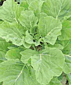 Georgia Southern Collard Seeds - Non-GMO Creole Vegetable Seeds - Image 1