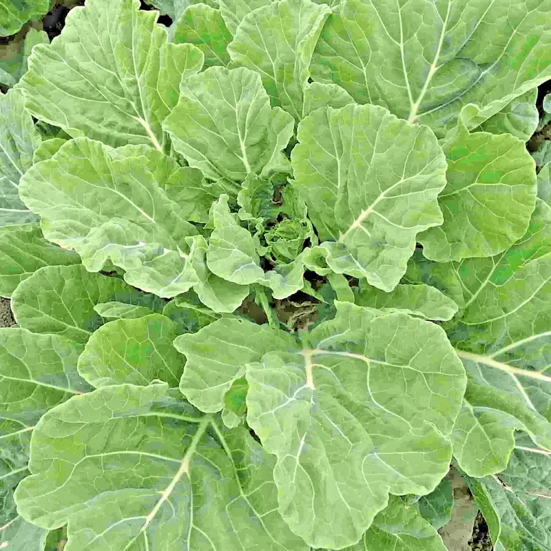 Georgia Southern Collard Seeds - Non-GMO Creole Vegetable Seeds - Image 1