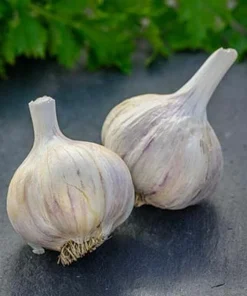 German Red Garlic Seeds - Non-GMO, Healthy, Fast Growing, 500+ Count - Image 2