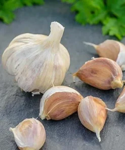 German Red Garlic Seeds - Non-GMO, Healthy, Fast Growing, 500+ Count - Image 5