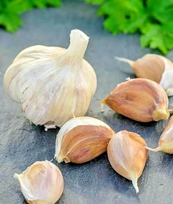 German Red Garlic Seeds - Non-GMO, Healthy, Fast Growing, 500+ Count - Image 1