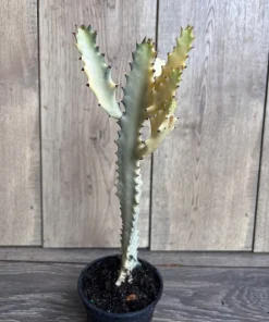 Ghost cactus | White variegated euphorbia lactea | Rare Cactus in 4