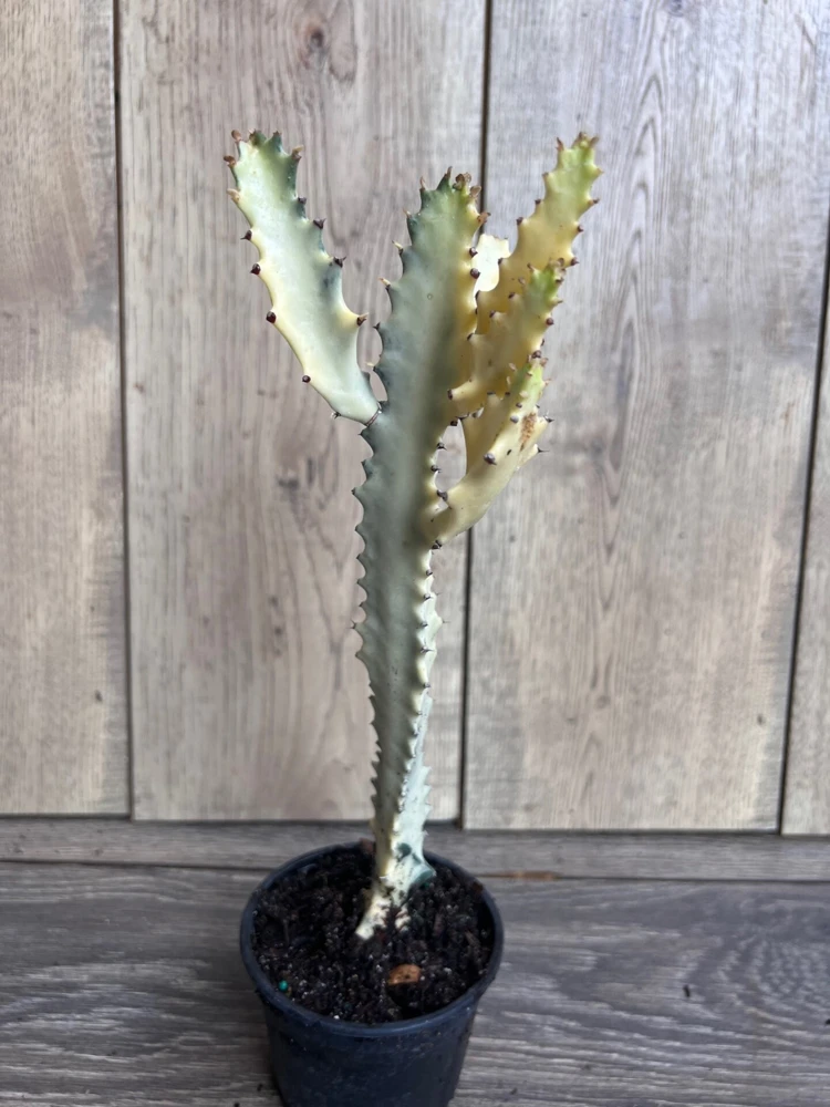 Ghost cactus | White variegated euphorbia lactea | Rare Cactus in 4" - Image 2
