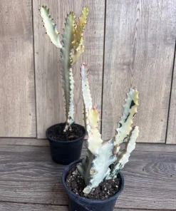 Ghost cactus | White variegated euphorbia lactea | Rare Cactus in 4