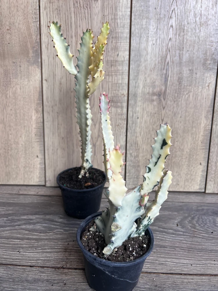 Ghost cactus | White variegated euphorbia lactea | Rare Cactus in 4" - Image 3
