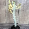 Ghost cactus | White variegated euphorbia lactea | Rare Cactus in 4" - Image 1