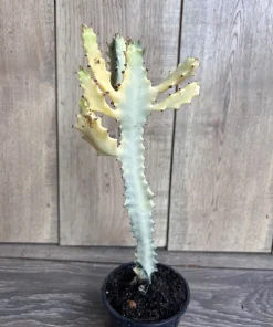 Ghost cactus | White variegated euphorbia lactea | Rare Cactus in 4