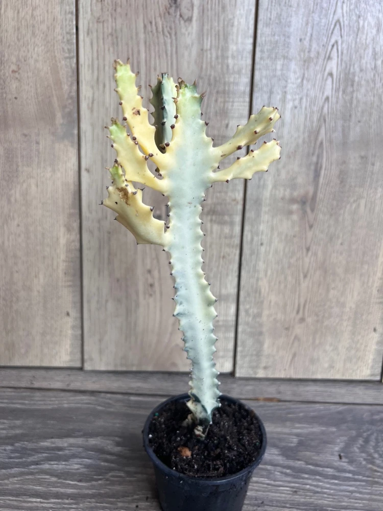 Ghost cactus | White variegated euphorbia lactea | Rare Cactus in 4" - Image 1