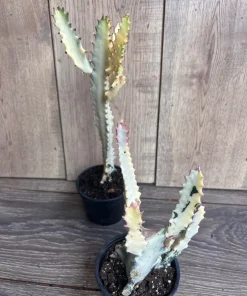 Ghost cactus | White variegated euphorbia lactea | Rare Cactus in 4