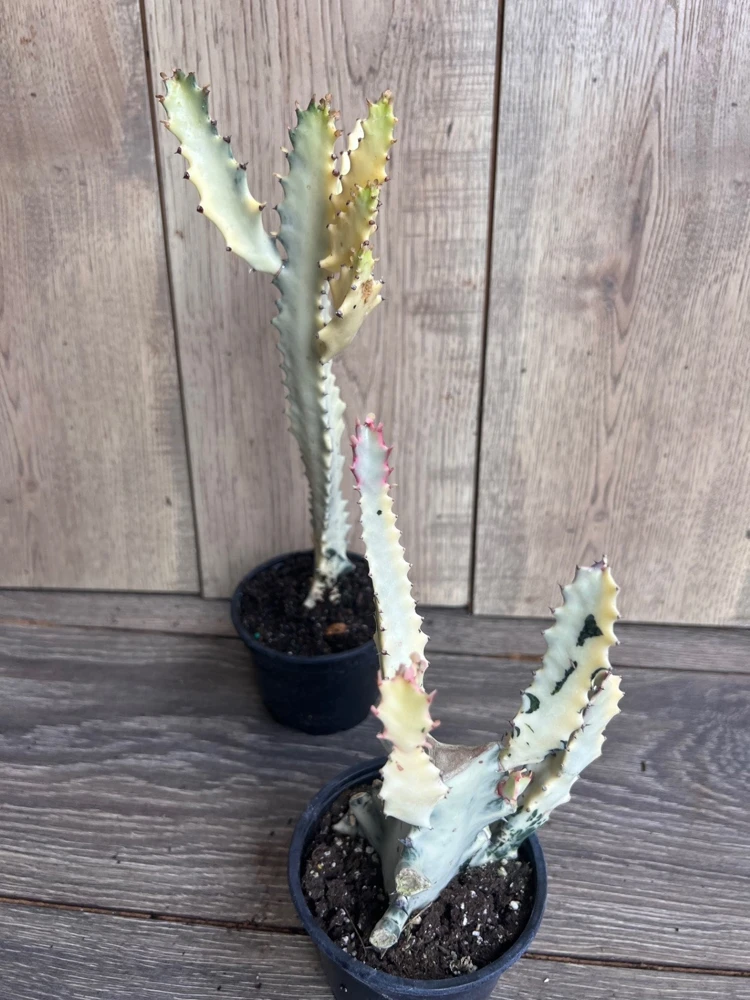 Ghost cactus | White variegated euphorbia lactea | Rare Cactus in 4" - Image 4