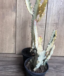 Ghost cactus | White variegated euphorbia lactea | Rare Cactus in 4