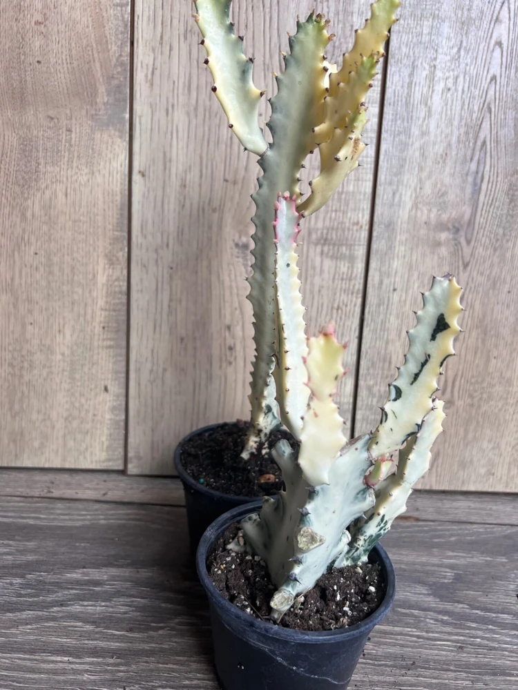 Ghost cactus | White variegated euphorbia lactea | Rare Cactus in 4" - Image 5