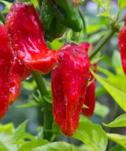 Ghost Pepper Seeds Bhut Jolokia - Extremely Hot Pepper Seeds - 25+ Seeds - Image 2