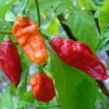 Ghost Pepper Seeds Bhut Jolokia - Extremely Hot Pepper Seeds - 25+ Seeds - Image 1