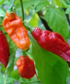 Ghost Pepper Seeds Bhut Jolokia - Extremely Hot Pepper Seeds - 25+ Seeds - Image 1