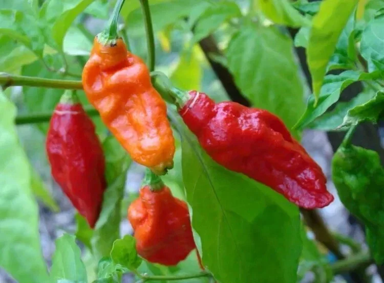 Ghost Pepper Seeds Bhut Jolokia - Extremely Hot Pepper Seeds - 25+ Seeds - Image 1