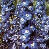 Giant Blue Bird Delphinium Seeds – 50 Count Perennial Flower Seeds – 5' Tall - Image 1