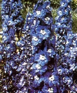Giant Blue Bird Delphinium Seeds – 50 Count Perennial Flower Seeds – 5' Tall - Image 1
