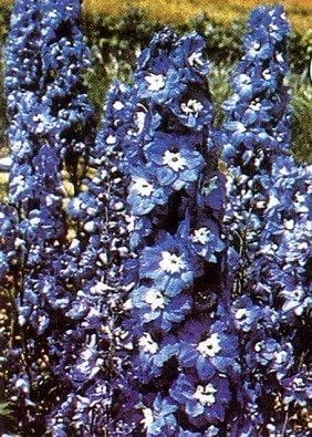 Giant Blue Bird Delphinium Seeds – 50 Count Perennial Flower Seeds – 5' Tall - Image 1