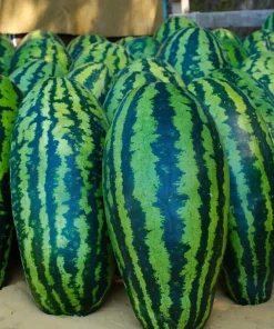 Giant Jubilee Watermelon Seeds - Heirloom Non-GMO Fruit Garden Seeds - Image 1