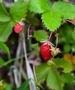 Giant Mountain Strawberry Live Plant - Fragaria moschata - 3