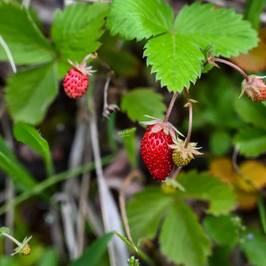 Giant Mountain Strawberry Live Plant - Fragaria moschata - 3" Pot - Perennial Fruit - Image 2