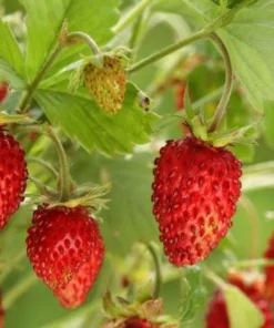 Giant Mountain Strawberry Live Plant - Fragaria moschata - 3