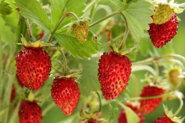 Giant Mountain Strawberry Live Plant - Fragaria moschata - 3" Pot - Perennial Fruit - Image 3
