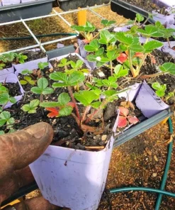 Giant Mountain Strawberry Live Plant - Fragaria moschata - 3