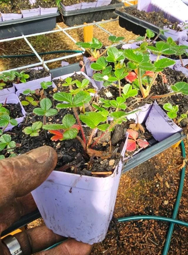 Giant Mountain Strawberry Live Plant - Fragaria moschata - 3" Pot - Perennial Fruit - Image 4