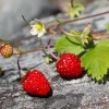 Giant Mountain Strawberry Live Plant - Fragaria moschata - 3" Pot - Perennial Fruit - Image 1