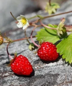 Giant Mountain Strawberry Live Plant - Fragaria moschata - 3