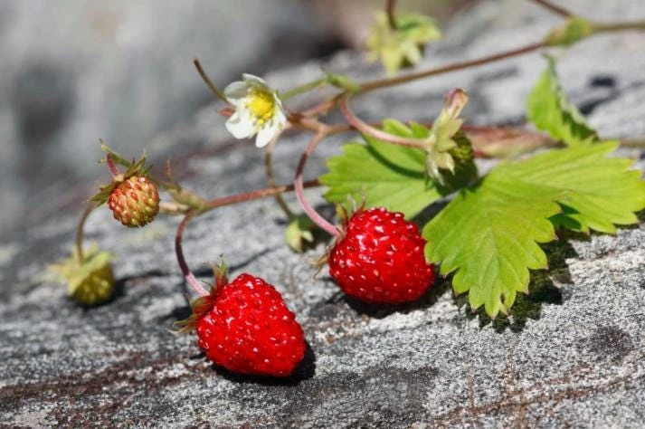 Giant Mountain Strawberry Live Plant - Fragaria moschata - 3" Pot - Perennial Fruit - Image 1