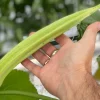 Giant Okra Seeds - Spineless XXL Heirloom Vegetable Seeds - Non-GMO, 25+ Seeds - Image 1