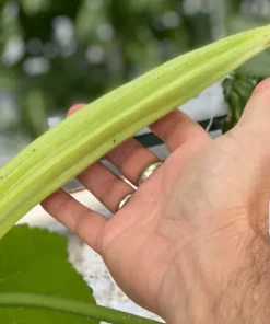 Giant Okra Seeds - Spineless XXL Heirloom Vegetable Seeds - Non-GMO, 25+ Seeds - Image 1