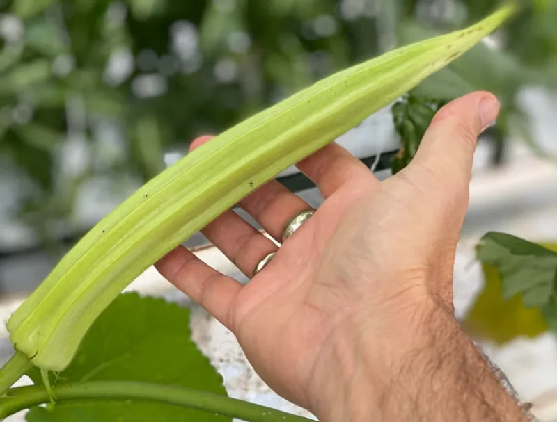 Giant Okra Seeds - Spineless XXL Heirloom Vegetable Seeds - Non-GMO, 25+ Seeds - Image 1