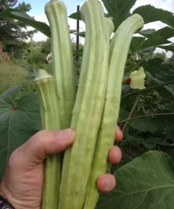 Giant Okra Seeds - Spineless XXL Heirloom Vegetable Seeds - Non-GMO, 25+ Seeds - Image 2