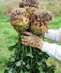 Giant Prague Celeriac Seeds - 500 Count - Root Celery Vegetable for Culinary Use - Image 10