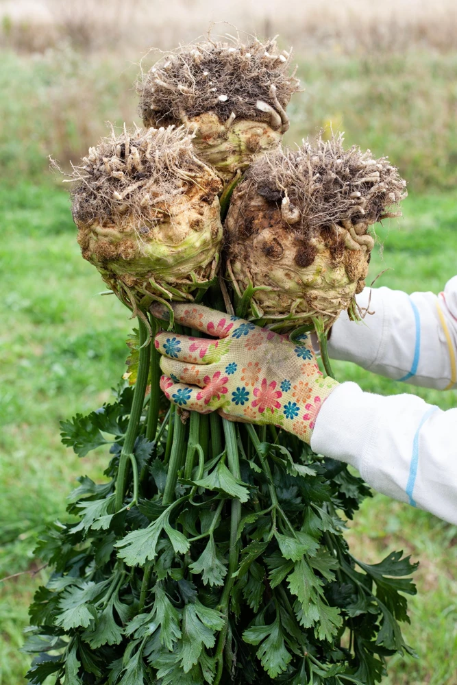 Giant Prague Celeriac Seeds - 500 Count - Root Celery Vegetable for Culinary Use - Image 10