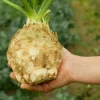 Giant Prague Celeriac Seeds - 500 Count - Root Celery Vegetable for Culinary Use - Image 1
