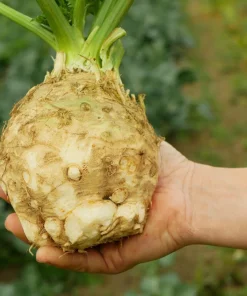 Giant Prague Celeriac Seeds - 500 Count - Root Celery Vegetable for Culinary Use - Image 1