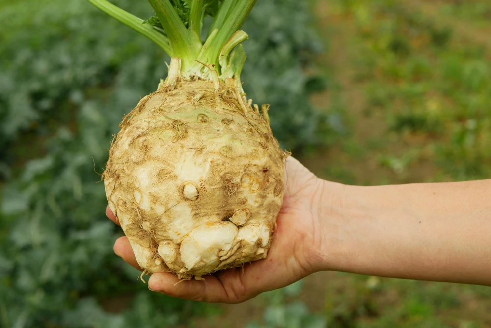 Giant Prague Celeriac Seeds - 500 Count - Root Celery Vegetable for Culinary Use - Image 1