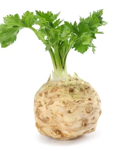 Giant Prague Celeriac Seeds - 500 Count - Root Celery Vegetable for Culinary Use - Image 2
