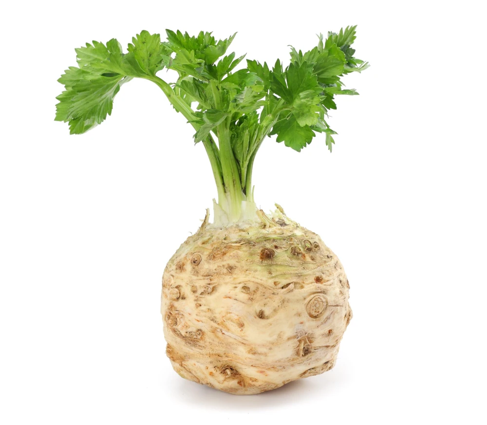 Giant Prague Celeriac Seeds - 500 Count - Root Celery Vegetable for Culinary Use - Image 2