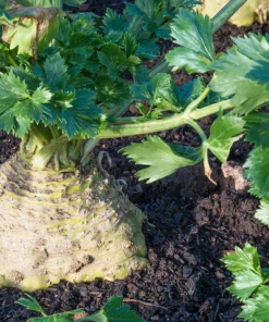 Giant Prague Celeriac Seeds - 500 Count - Root Celery Vegetable for Culinary Use - Image 5