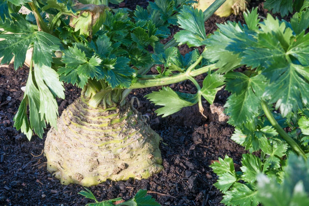 Giant Prague Celeriac Seeds - 500 Count - Root Celery Vegetable for Culinary Use - Image 5